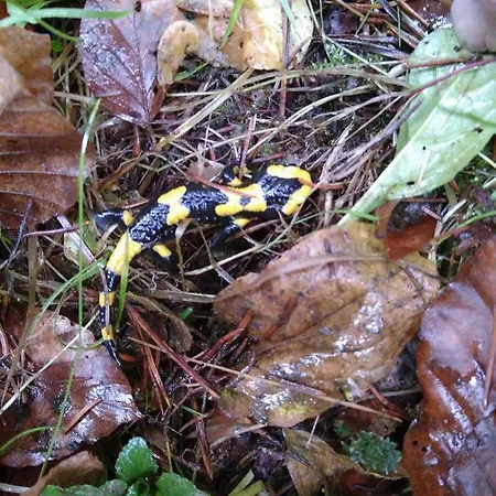 Feriengaleriewohnung Im Denkmal Stilvoll-komfortabel Baubiologisch