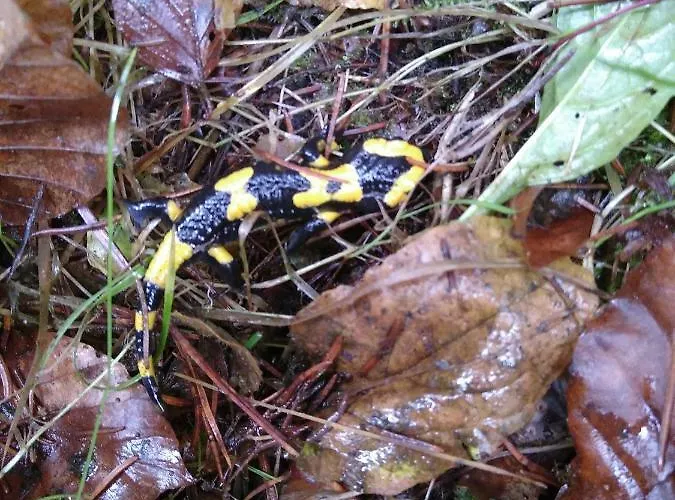 Feriengaleriewohnung Im Denkmal Stilvoll-komfortabel Baubiologisch